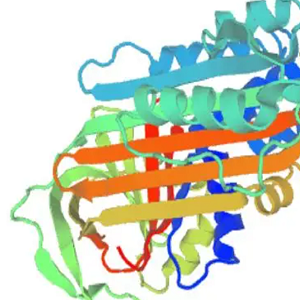Hydrocortisone-Ovalbumin Conjugate，氢化可的松-鸡卵清白蛋白偶联物