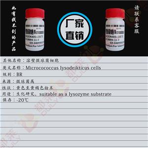 溶壁微球菌细胞,Microcococcus lysodeikticus cells