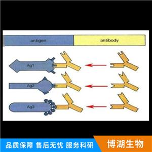 阴离子转运蛋白-3抗体,OAT-3 Rabbit pAb