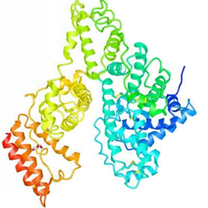 石杉碱甲-牛血清白蛋白偶联物,Huperzine-BSA Conjugate