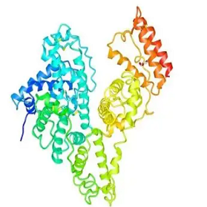 重楼皂苷-鸡卵清白蛋白偶联物,Polyphyllin-OVA Conjugate