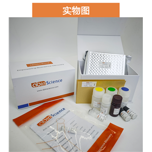 抗BVDV包膜糖蛋白E2/gp55抗体（H15）,Anti-BVDV Envelope glycoprotein E2/gp55 Antibody (H15)