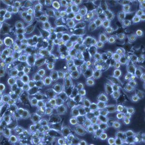 Hymenobacter Yonginensis,Hymenobacter Yonginensis