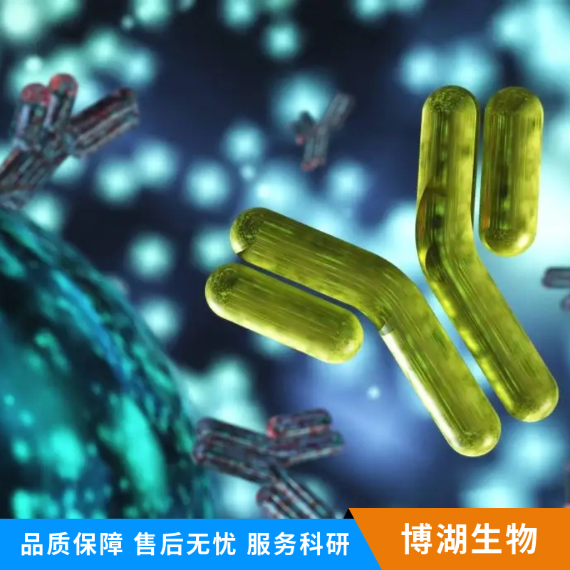 转录调节因子C/EBP α 抗体,CEBP-alpha Rabbit pAb