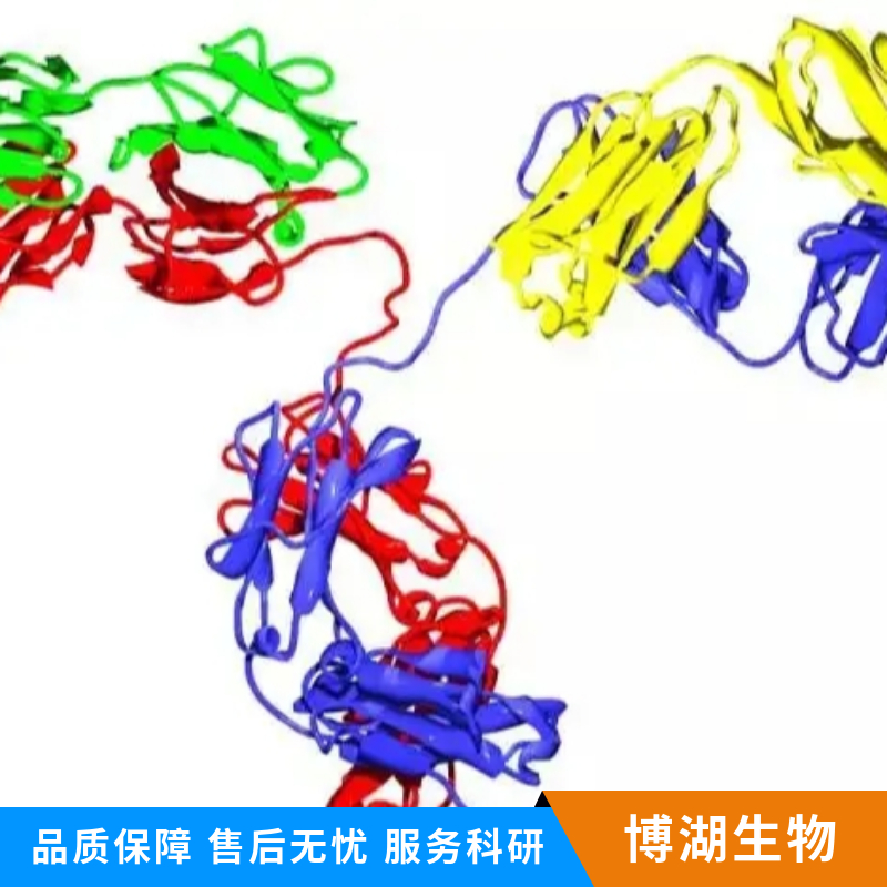 细胞色素c氧化酶IV亚型1（内参）单克隆抗体,COX4I1 Mouse mAb, Mitochondrial Loading Control