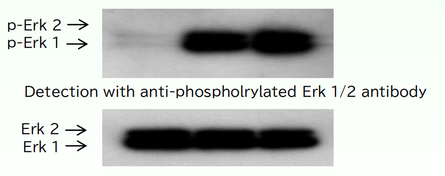 表皮生长因子（EGF）,Recombinant human EGF