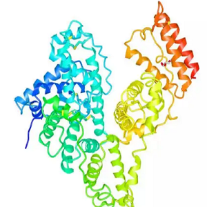 汉黄芩苷-牛血清白蛋白偶联物,Wogonoside-BSA Conjugate