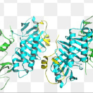 胆红素-鸡卵清白蛋白偶联物,Bilirubin-OVA Conjugate