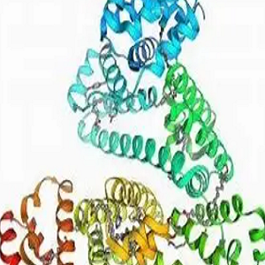 胆红素-牛血清白蛋白偶联物,Bilirubin-BSA Conjugate