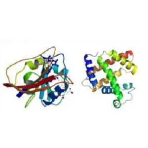 芦丁-鸡卵清白蛋白偶联物,Rutin-OVA Conjugate