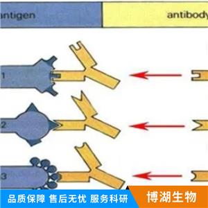 腺苷酸环化酶1抗体