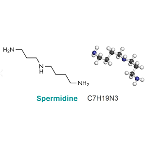 FITC-精胺,FITC-Spermine