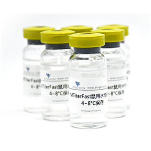 抗基孔肯雅病毒刺突糖蛋白E1多克隆抗体,Anti-CHIKV Spike glycoprotein E1 Polyclonal Antibody