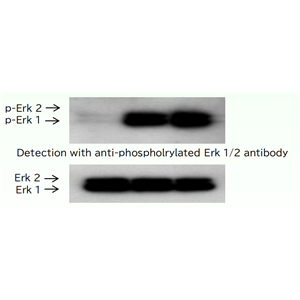 表皮生长因子（EGF）,Recombinant human EGF