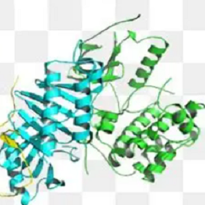 Vanillic Acid-OVA Conjugate，香草酸-鸡卵清白蛋白偶联物