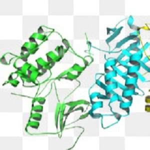 Wogonoside-OVA Conjugate，汉黄芩苷-鸡卵清白蛋白偶联物
