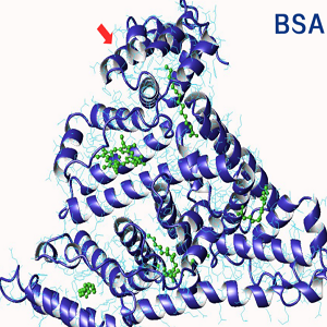 Vanillylnonanamide-BSA Conjugate，辣椒素-牛血清白蛋白偶联物