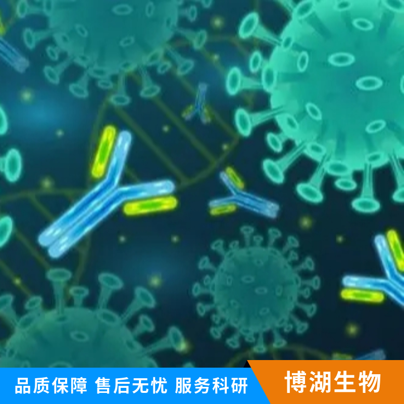 信号通路Wnt5a抗体,WNT5A Rabbit pAb