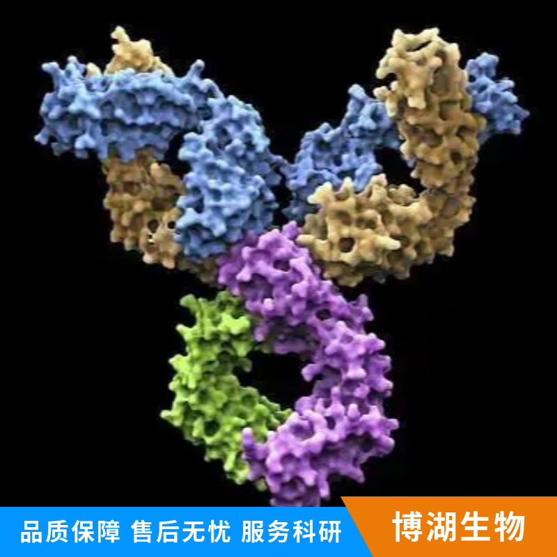 神经细胞PAS结构域蛋白2抗体,NPAS2 Rabbit pAb