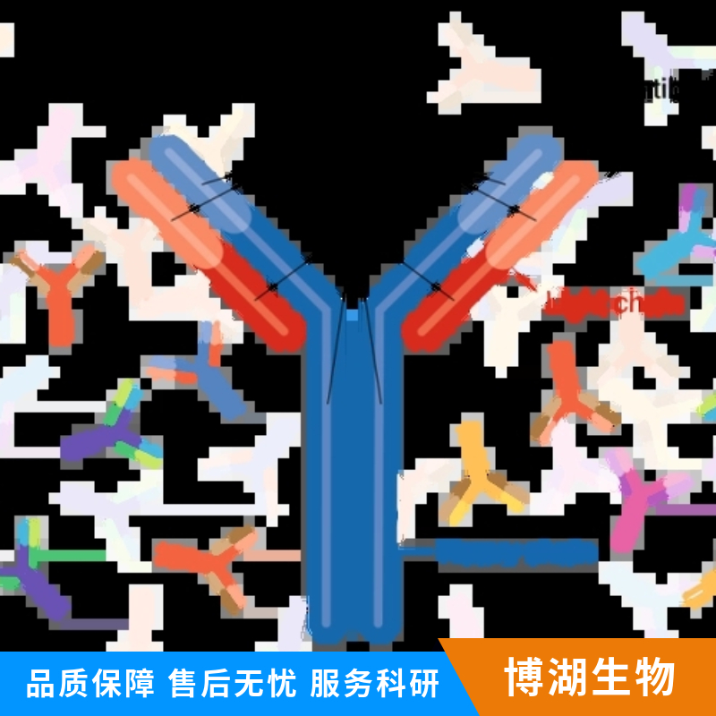 糖皮质激素诱导肿瘤坏死因子受体抗体,TNFRSF18 Rabbit pAb