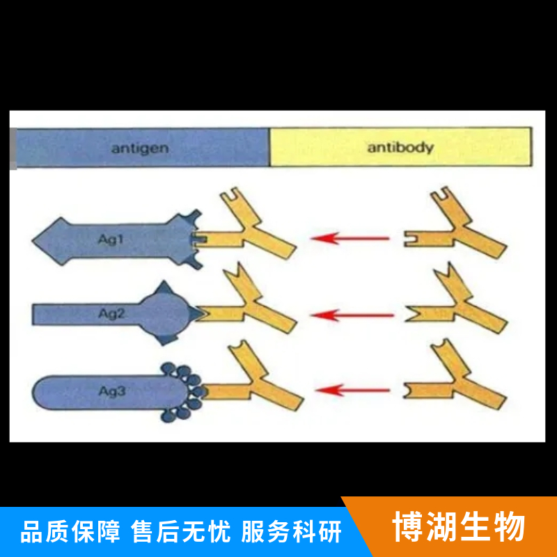 碳水化合物磺基转移酶2抗体,CHST2 Rabbit pAb