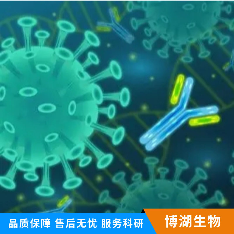 软骨蛋白聚糖抗体,ACAN Rabbit pAb