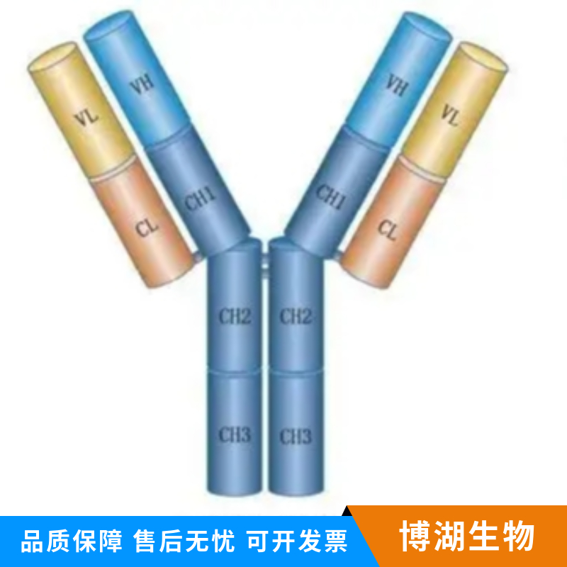 GLP1类似蛋白Exendin4抗体,Exendin 4 Rabbit pAb