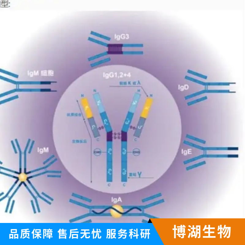 G氨基丁酸A型受体α2/GABAA Rα2抗体,GABRA2 Rabbit pAb