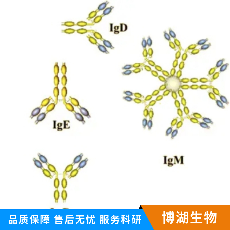 ras癌基因家族Rab11蛋白抗体,RAB11A Rabbit pAb