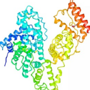 环巴胺-鸡卵清白蛋白偶联物,Cyclopamine-OVA Conjugate