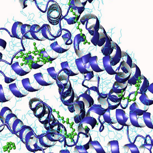 环巴胺-牛血清白蛋白偶联物,Cyclopamine-BSA Conjugate
