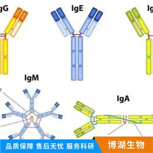 细胞分化周期CDC42蛋白抗体