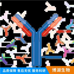 信号通路Wnt2抗体