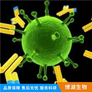 整合素整合素αV（CD51）抗体