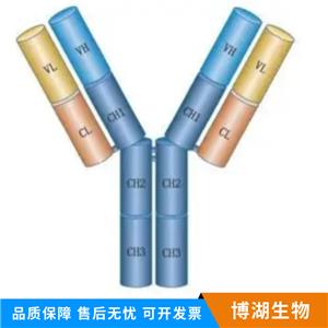 维甲酸相关孤儿受体γ抗体