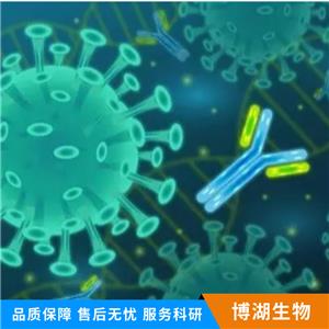 视神经萎缩相关蛋白1抗体