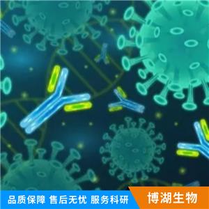 脱氢胆固醇还原酶14抗体