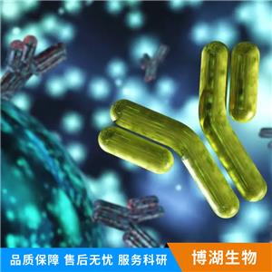 神经再生相关蛋白抗体