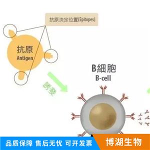 神经突触素1抗体