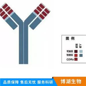 神经肽S受体1/G蛋白偶联受体154抗体