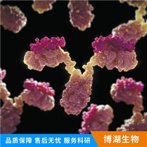 糖皮质激素受体抗体