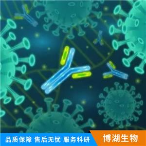 神经上皮细胞转化基因1抗体