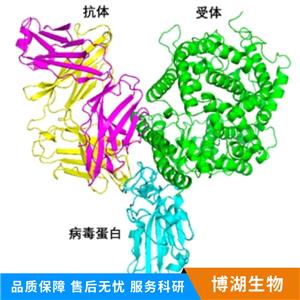 三叶肽因子3抗体,TFF3 Rabbit pAb