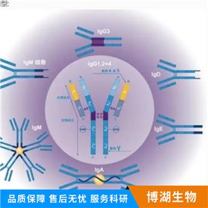 三磷酸腺苷酶家族蛋白2抗体,ATAD2 Rabbit pAb