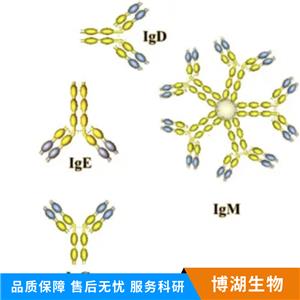 瞬时受体电位离子通道蛋白6抗体