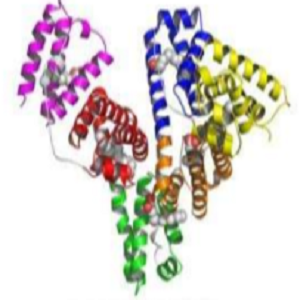 Oleanolic Acid-OVA Conjugate，齐墩果酸-鸡卵清白蛋白偶联物