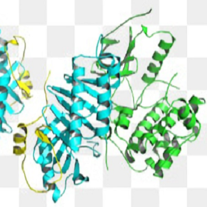 AA-OVA，Aristolochic Acid-OVA Conjugate，马兜铃酸-鸡卵清白蛋白偶联物