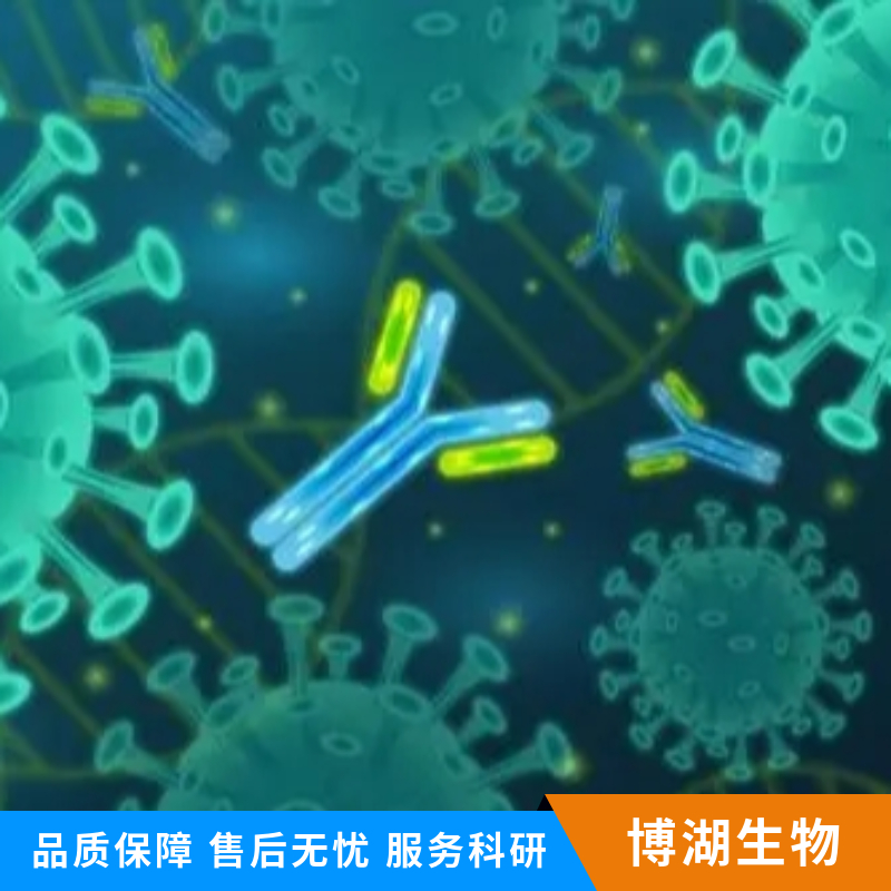 β淀粉样肽（1-40）抗体,beta Amyloid 1-40 Mouse pAb