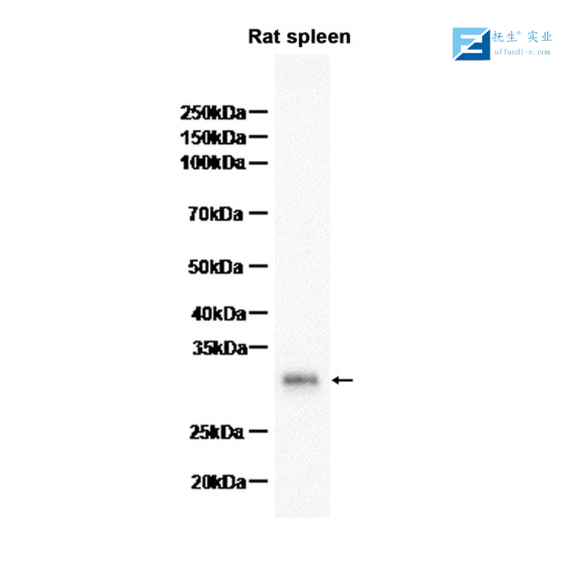 磷酸化丝氨酸/苏氨酸/酪氨酸抗体,Phospho-Serine/Threonine/Tyrosine Rabbit pAb