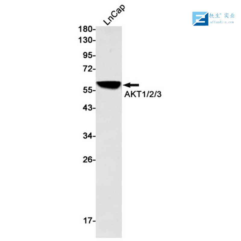 磷酸化磷脂酰肌醇激酶/PI3 Kinase P85α/γ抗体,phospho-PI3 kinase p85 alpha + gamma (Tyr467 + Tyr199) Rabbit pAb